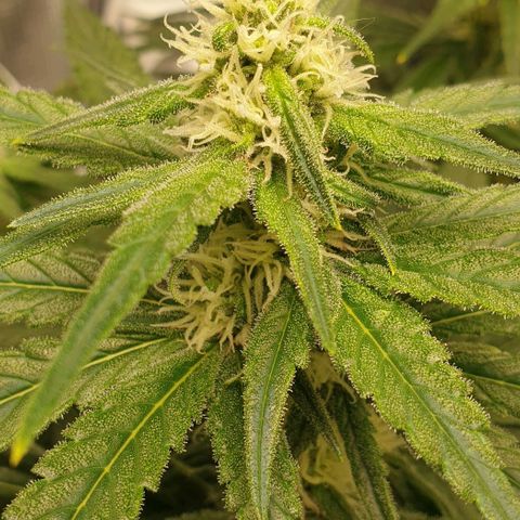 Blueberry OG growlog timeline photo