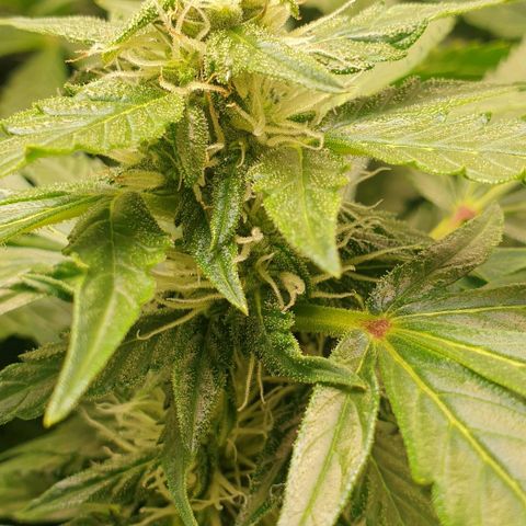Northern lights growlog timeline photo