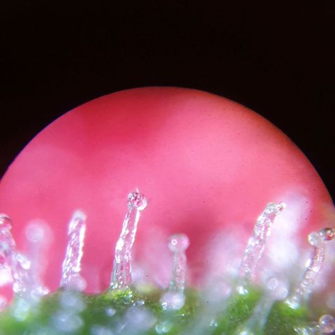 Blueberry OG growlog timeline photo
