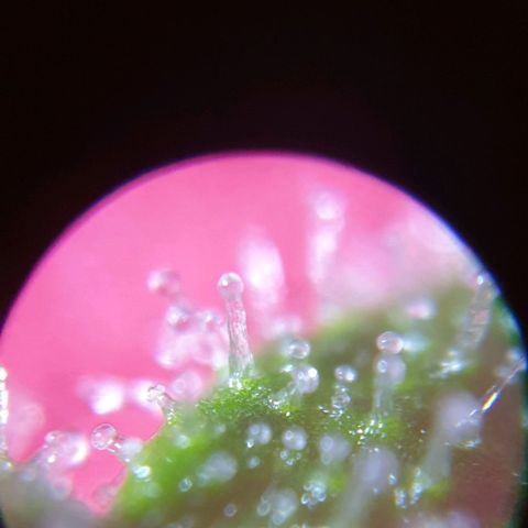 Blueberry OG growlog timeline photo