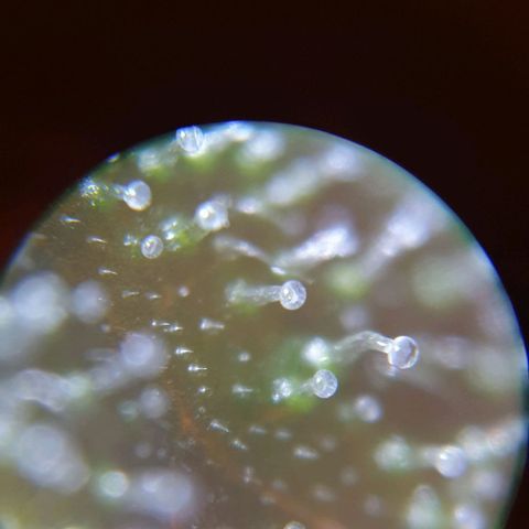 Blueberry OG growlog timeline photo