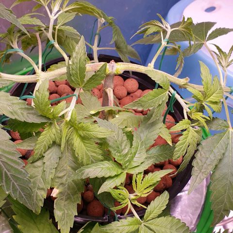 Caramelo growlog timeline photo