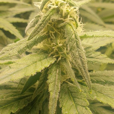 Blueberry OG growlog timeline photo