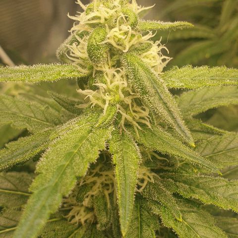 Blueberry OG growlog timeline photo