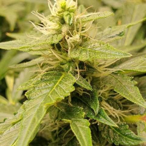 Northern lights growlog timeline photo