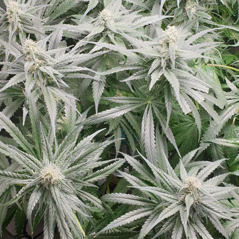 Blueberry OG growlog timeline photo