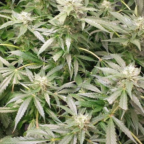 Northern lights growlog timeline photo