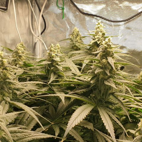 Blueberry OG growlog timeline photo