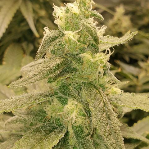Blueberry OG growlog timeline photo