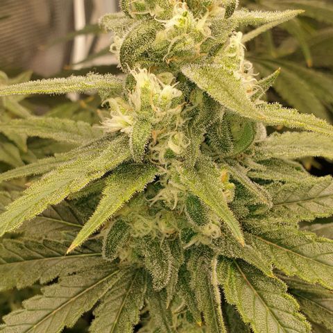Blueberry OG growlog timeline photo