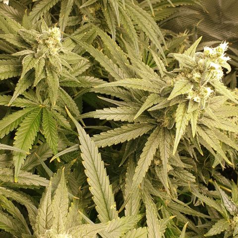 Blueberry OG growlog timeline photo