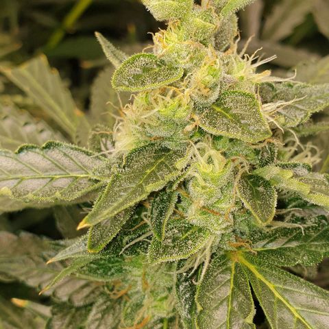 Northern lights growlog timeline photo