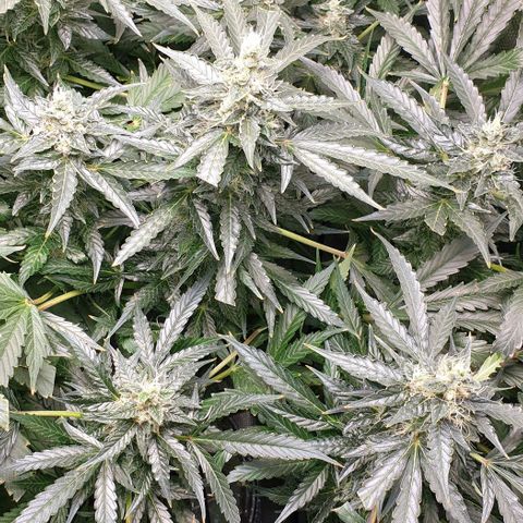 Northern lights growlog timeline photo