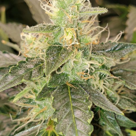 Northern lights growlog timeline photo