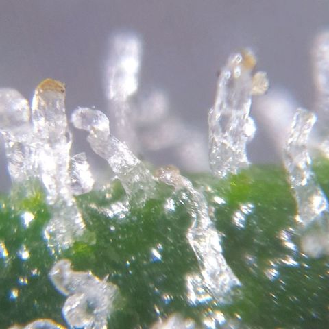 Blueberry OG growlog timeline photo