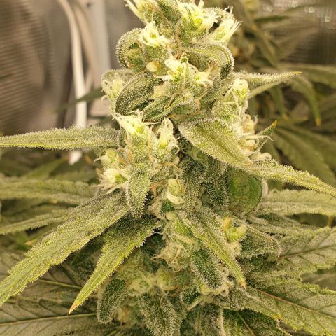 Blueberry OG growlog timeline photo