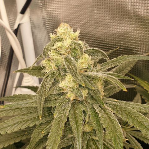 Blueberry OG growlog timeline photo