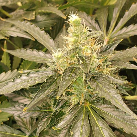 Northern lights growlog timeline photo