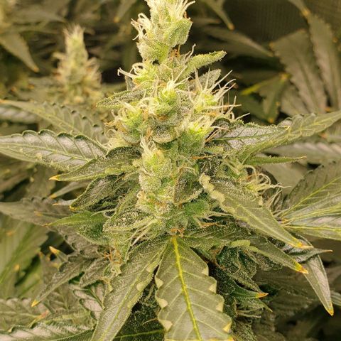 Northern lights growlog timeline photo