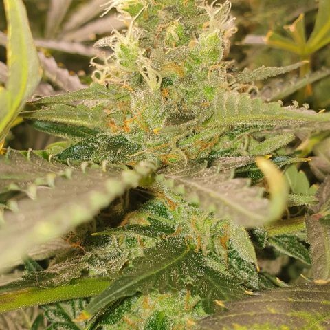 Northern lights growlog timeline photo