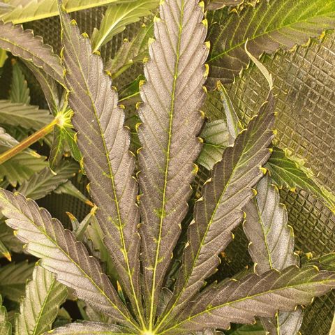 Northern lights growlog timeline photo