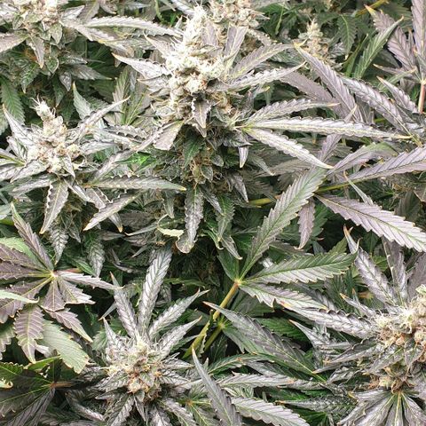Northern lights growlog timeline photo