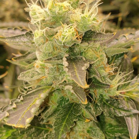 Northern lights growlog timeline photo