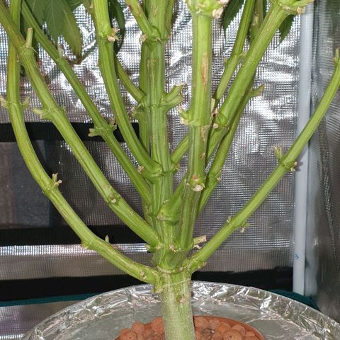 Northern lights growlog timeline photo