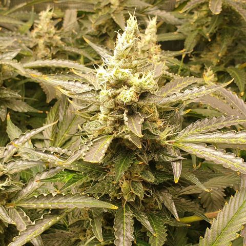 Northern lights growlog timeline photo