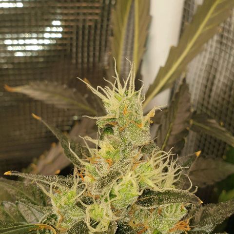 Northern lights growlog timeline photo