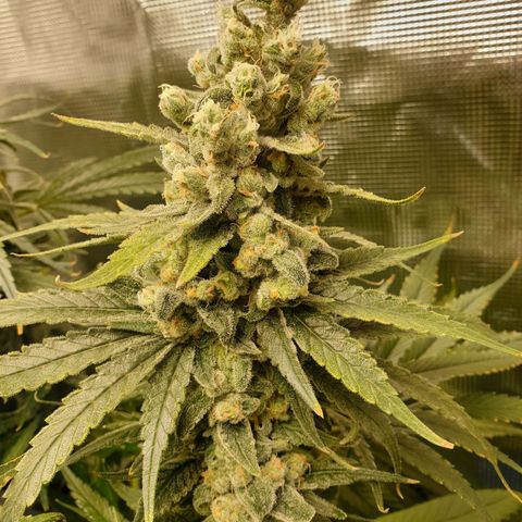 Blueberry OG growlog timeline photo