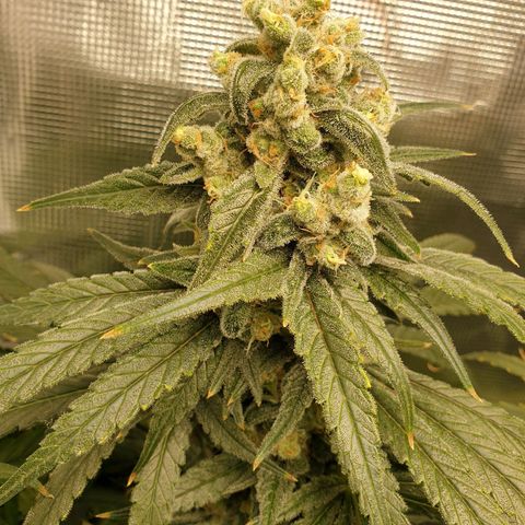 Blueberry OG growlog timeline photo
