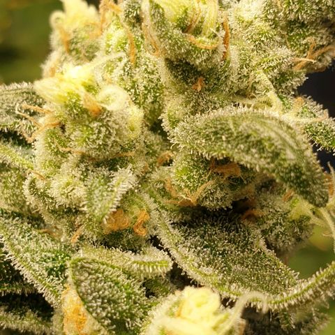 Blueberry OG growlog timeline photo