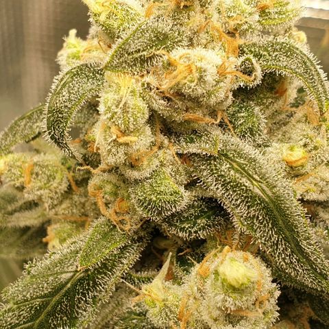 Blueberry OG growlog timeline photo