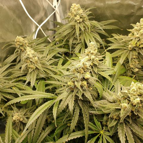 Blueberry OG growlog timeline photo