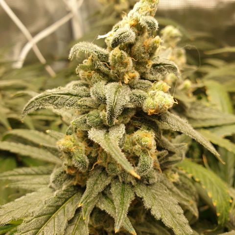 Blueberry OG growlog timeline photo