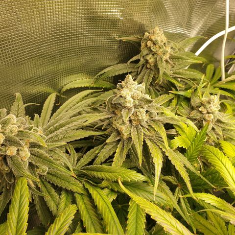 Blueberry OG growlog timeline photo