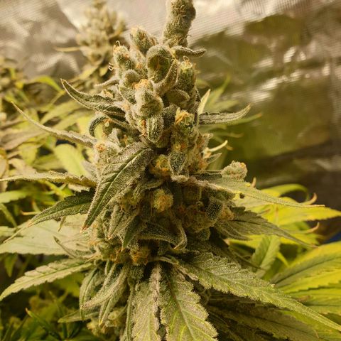 Blueberry OG growlog timeline photo