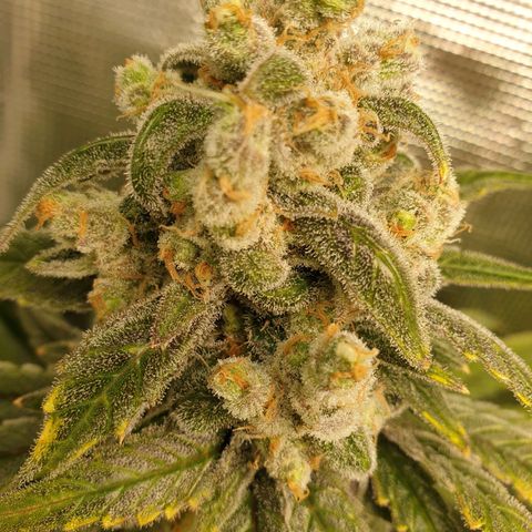 Blueberry OG growlog timeline photo