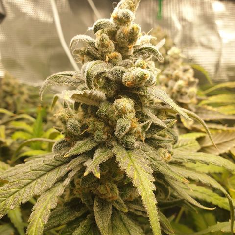 Blueberry OG growlog timeline photo
