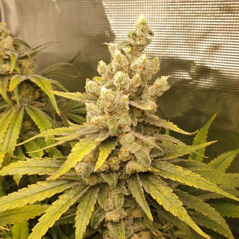 Blueberry OG growlog timeline photo