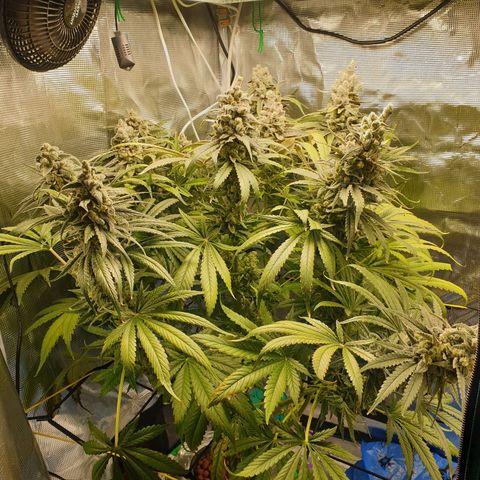 Blueberry OG growlog timeline photo