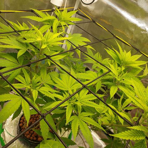 Caramelo growlog timeline photo