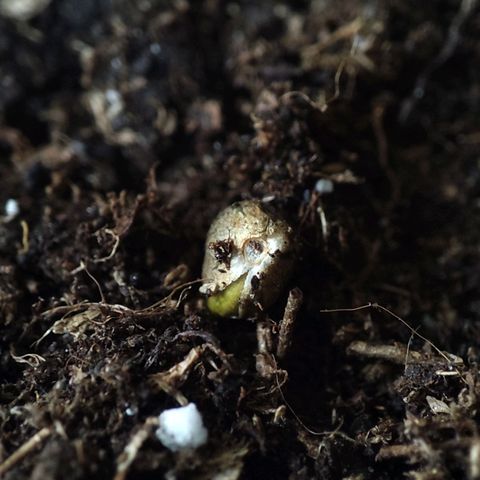 Claudia I growlog timeline photo