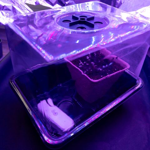 Claudia I growlog timeline photo