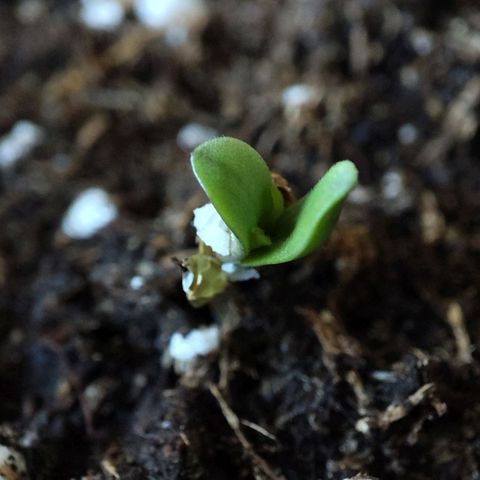 Claudia I growlog timeline photo