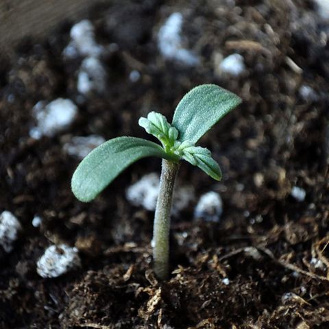 Claudia I growlog timeline photo