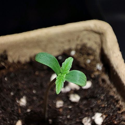 Claudia I growlog timeline photo