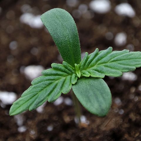 Claudia I growlog timeline photo