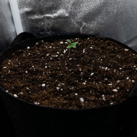 Claudia I growlog timeline photo
